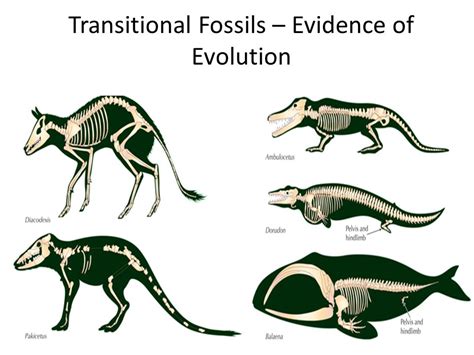 what do transitional fossils illustrate.